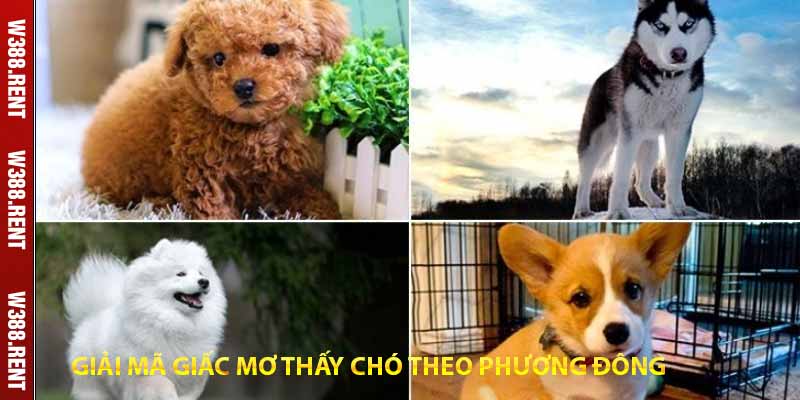 giải mã giấc mơ thấy chó theo phương đông