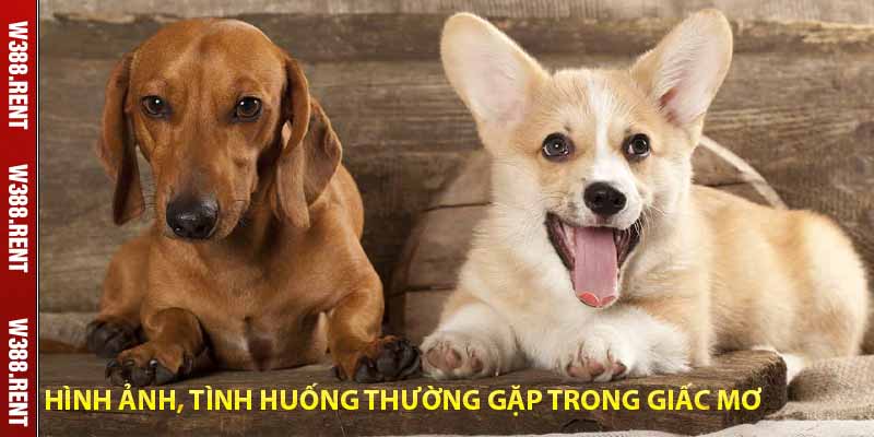 hình ảnh, tình huống thường gặp trong giấc mơ