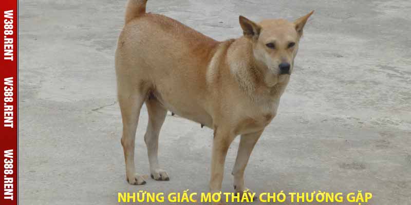 những giấc mơ thấy chó thường gặp