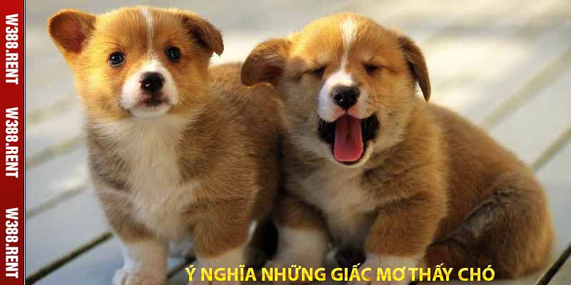 ý nghĩa những giấc mơ thấy chó